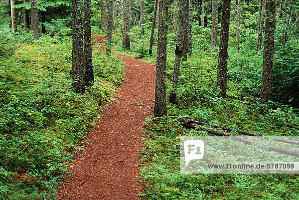 Manning Park  Weg durch Wald  British Columbia  Kanada.