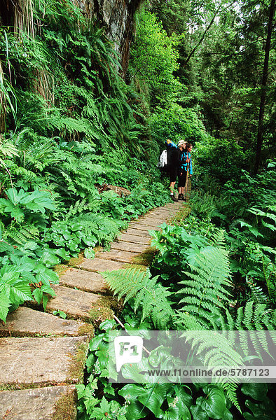 Pacific Rim National Park  West Coast Trail   ferns surround boardwalk  Vancouver Island  British Columbia  Canada.