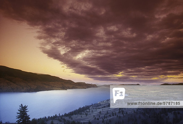 Rocky Mountain-Wacholder bei Sonnenuntergang über Kamloops Lake  Shuswap Region  British Columbia  Kanada.