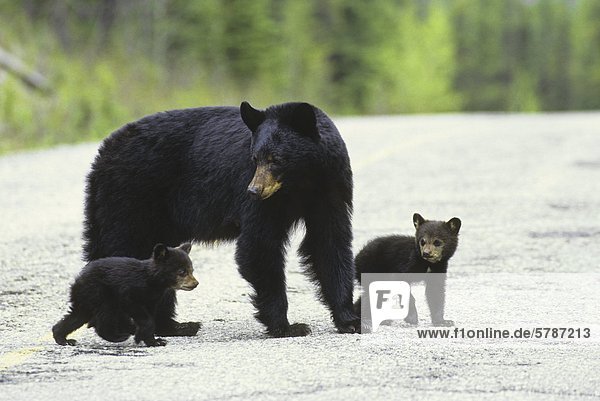 Der amerikanische Schwarzbär (Ursus Americanus) ist die häufigste Bär Pflanzenart Nordamerika  British Columbia  Kanada.