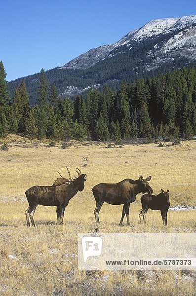 Rütting Oose (Alces Alces) gefunden in bewaldeten Feuchtgebiete in kühleren Regionen von British Columbia Kanada