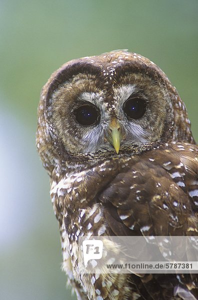 Die nördlichen Spotted Eule (Strix Occidentalis Caurina) findet in der alten Wachstum und Nadelwälder der südlichen British Columbia Kanada.