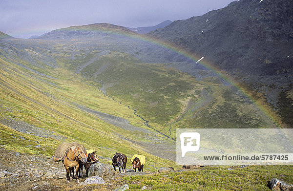 Ein Regenbogen über ein Pferd Packtrain  Muskwa Kechika Wildnis  nördlichen Rocky Mountains  British Columbia  Kanada.