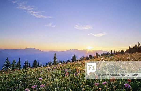 Spektakulären Wildblumen Wiesen in den Selkirk Mountains  Blick nach Westen in Richtung Monashee Mountains  British Columbia  Kanada.