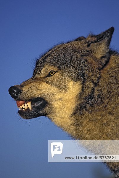Berg Wald Spiegelung anpassen Wiese Lebensraum Gegenstand Wolf Canis lupus Tier Ökologie britisch Kanada Raubtier Taiga Tundra breit