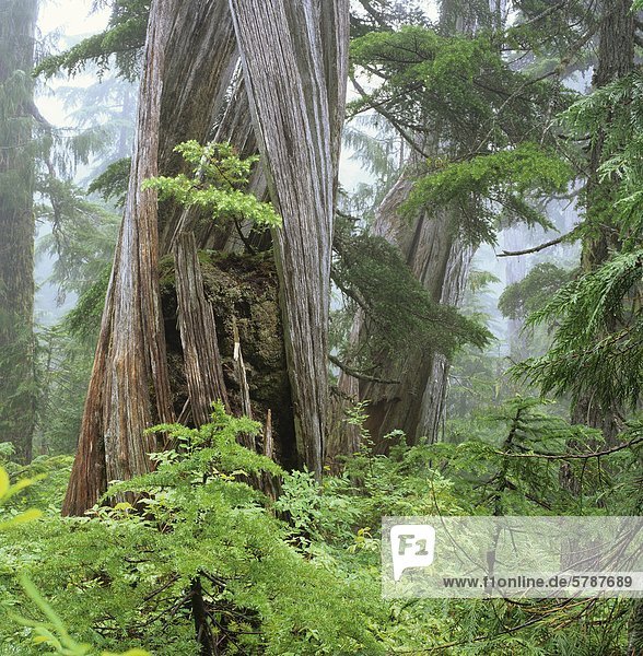 Young Hemlock wächst im alten Zypressen  Caren Range  Sechelt Halbinsel  British Columbia  Kanada.