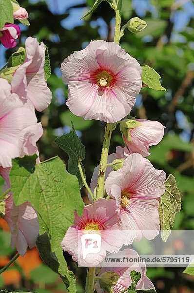 Stockmalve  Pappelrose oder Garten-Stockrose (Alcea rosea  Althaea rosea  Althaea chinensis)  Gartenpflanze  Nordrhein-Westfalen  Deutschland  Europa