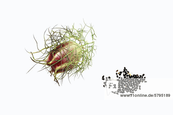 Jungfer im Grünen  Garten-Schwarzkümmel oder Damaszener Schwarzkümmel (Nigella damascena)  Fruchtstand und Samen  Vorkommen in Südeuropa  als Heilpflanze kultiviert