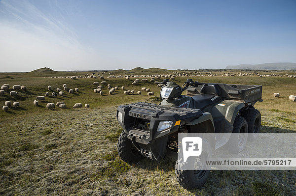 Quad  Schafherde auf dem Feld  Schafabtrieb bei KirkjubÊjarklaustur  Südisland  Island  Europa