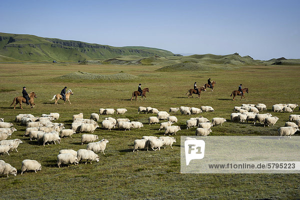 Flock of sheep on a green meadow or pasture  riders on horses  bringing down sheep in KirkjubÊjarklaustur  South Iceland  Iceland  Europe