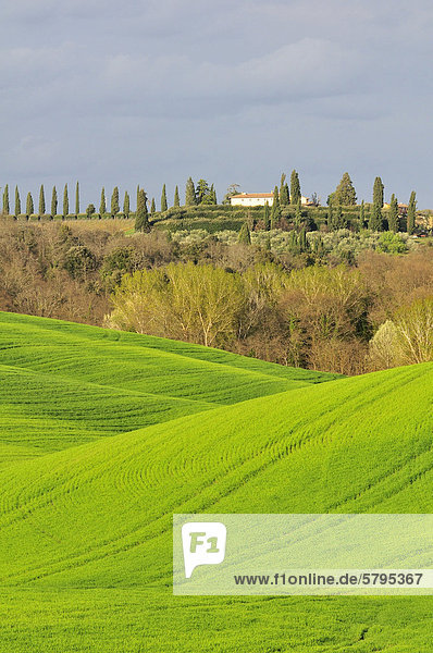 Felder und Zypressen in den Crete Senesi  Toskana  Italien  Europa
