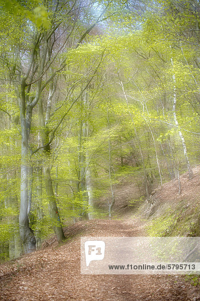Waldweg im Frühling  Buchen (Fagus sylvatica)  Nationalpark Kellerwald  Hessen  Deutschland  Europa