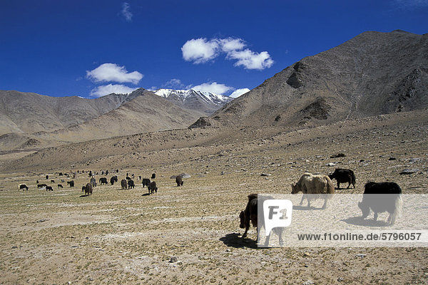 Yaks grazing  high altitude pasture  near the Tazang Tso salt lake  Changthang  Ladakh  Indian Himalayas  North India  India  Asia