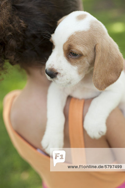 Girl carrying beagle puppy on shoulder