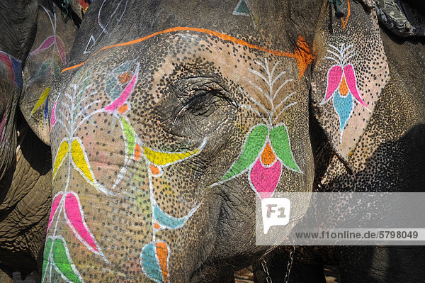 Bemalter Elefant Festung von Amber oder Amber Fort Jaipur Rajasthan Indien Asien