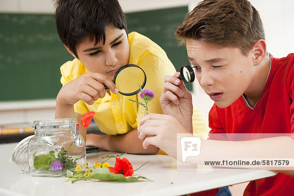 Zwei Schüler untersuchen Blüten im Klassenzimmer