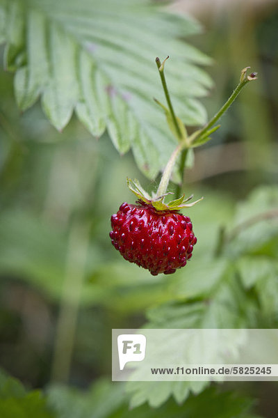 Wald-Erdbeere (Fragaria vesca)ü Stuttgartü Baden-W¸rttembergü Deutschlandü Europa