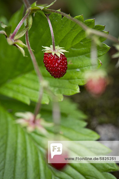 Wald-Erdbeeren (Fragaria vesca)ü Stuttgartü Baden-W¸rttembergü Deutschlandü Europa