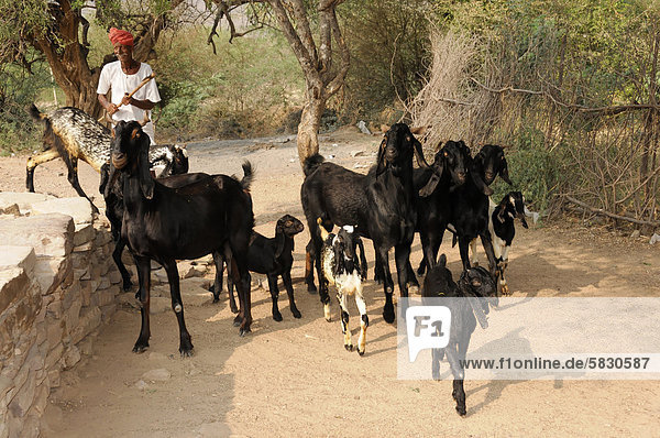 Indian man with a herd of goats near Sawai Madhopur  Rajasthan  North India  Asia