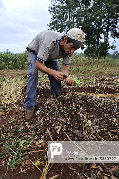 Ökologische Landwirtschaft  junger Mann pflanzt Salat  Landwirtschaftsschule CECTEC  Itapua  Paraguay  Südamerika