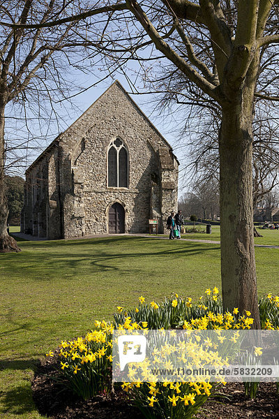 Spring flowers and the Guildhall in Priory Park  city centre  Chichester  West Sussex  England  United Kingdom  Europe