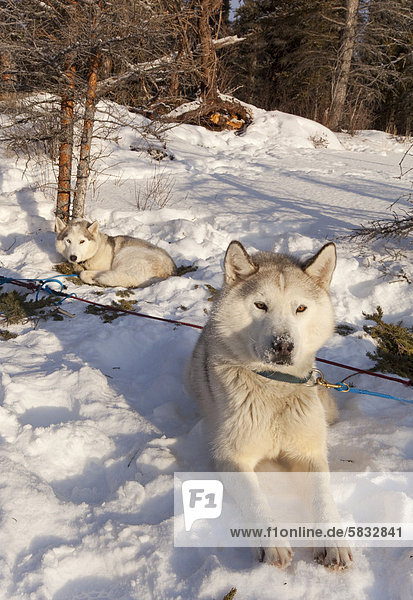 Schlittenhunde  Siberian Huskies beim Ausruhen im Schnee  Yukon Territory  Kanada