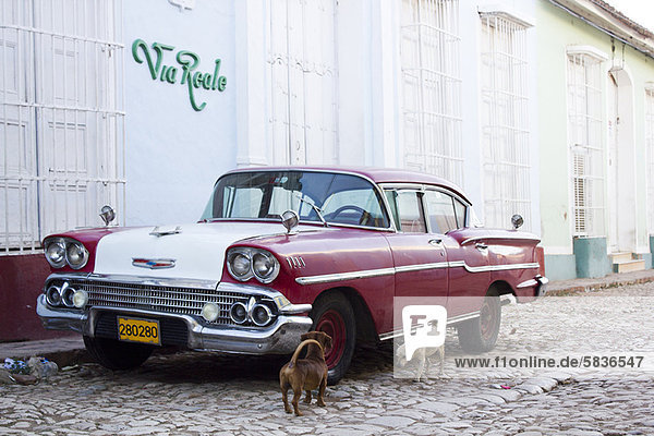 Hunde untersuchen Oldtimer auf der Straße
