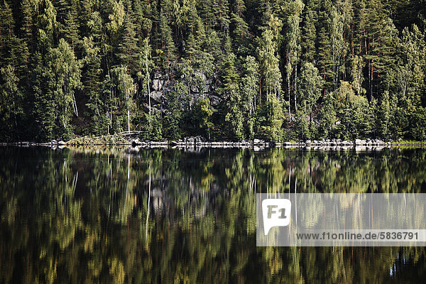 Wald spiegelt sich im stillen See wider