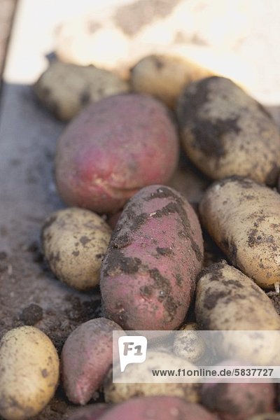 Freshly dug potatoes with soil