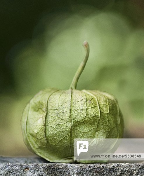 A Single Whole Tomatillo with a Stem