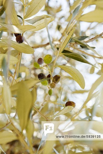Olives on the branch