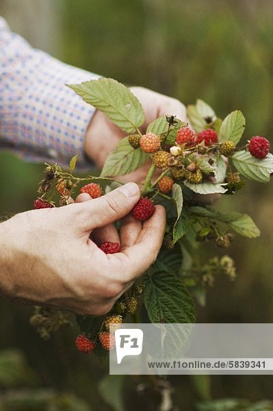 Mans Hands Holding a Raspberry Branch to Pick a Ripe Raspberry