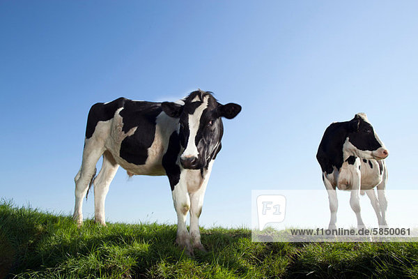 Cows against blue sky