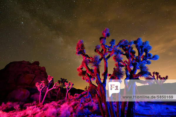 Bunte Lichter auf Joshua Trees bei Nacht  Joshua Tree National Park  Kalifornien  USA