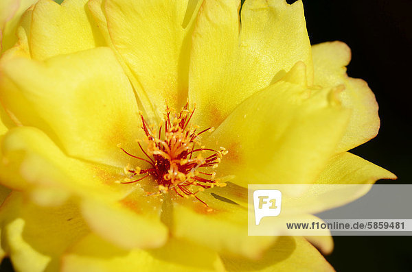 Zuchtform Mittagsblume (Aizoidaceae)  gelbe Blüte