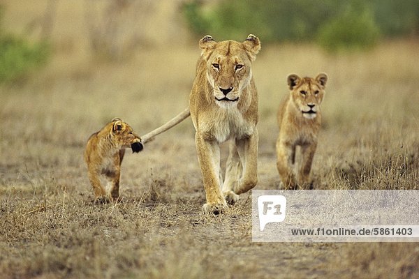 Jungtier das sich am Schwanz einer Löwin festhält Panthera leo Masai Mara-Reservat Kenia