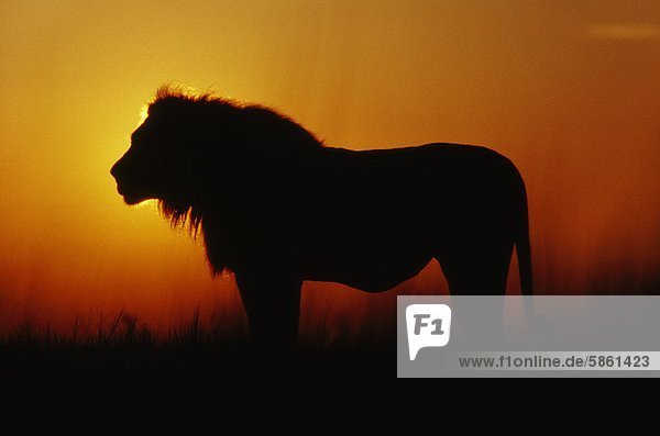 Löwe mit vollem Magen in der Morgendämmerung Panthera leo Okavango-Delta Botswana