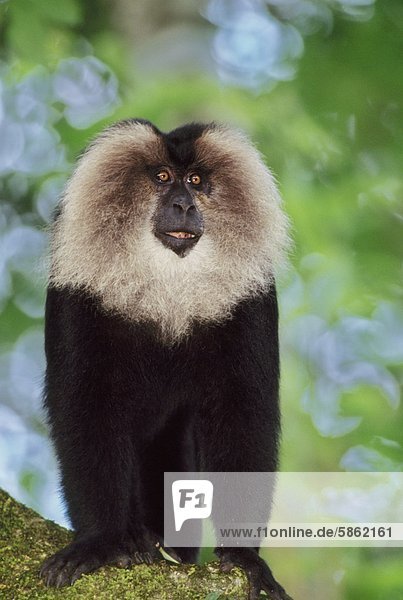 Lion-tailed macaque Macaca silenus a male animal in the Western Ghats India