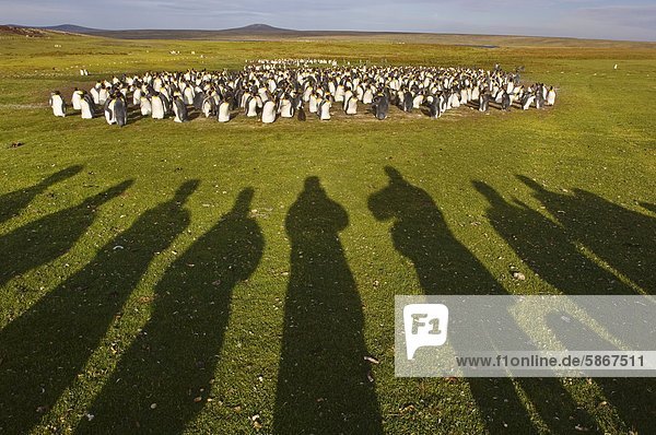 Touristen die Königspinguine beobachten Antenodytes patagonicus Volunteer Point Falklandinseln.