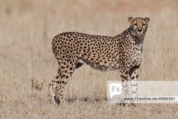 Gepard Acinonyx Jubatus Cheetah Conservation Fund Namibia