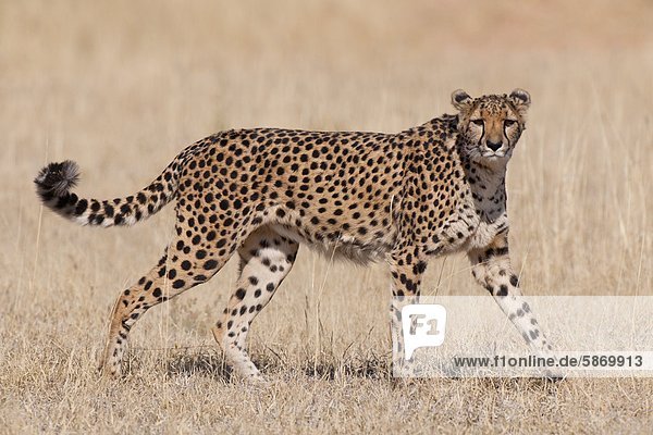 Gepard Acinonyx Jubatus Cheetah Conservation Fund Namibia