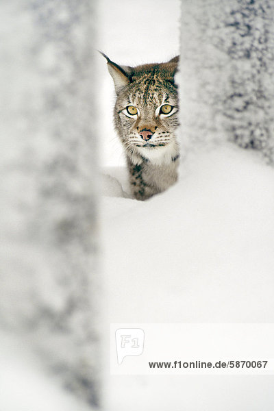 Eurasischer Luchs im Schnee Luchs Lynx lynx Finnland