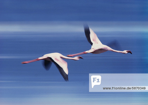Größere Flamingos im Flug Phoenicopterus roseus Lake Nakuru National Park Kenia