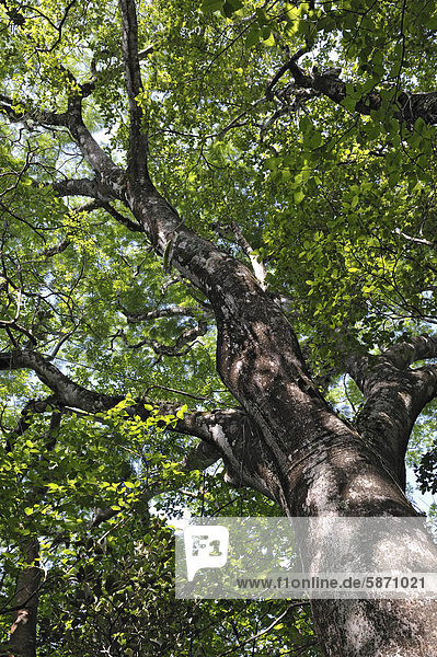 Guanacaste (Enterolobium cyclocarpum)  Nationalbaum Costa Ricas  Provinz Guanacaste  Nationalpark Rincon de la Vieja  Costa Rica  Mittelamerika