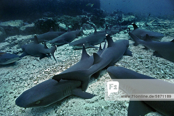 Whitetip reef sharks (Triaenodon obesus)  Cocos Island  Costa Rica  Central America