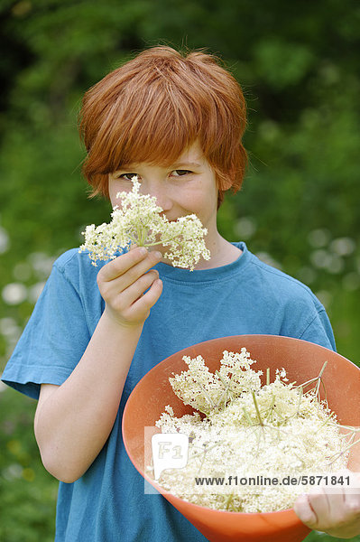 Boy with freshly picked elderflowers (Sambucus nigra)