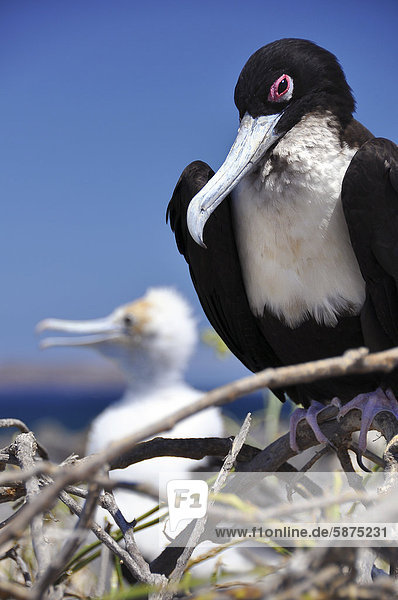 Fregattvogel (Fregata sp.) im Nest mit Jungvogel  Galapagos  Ecuador  Südamerika