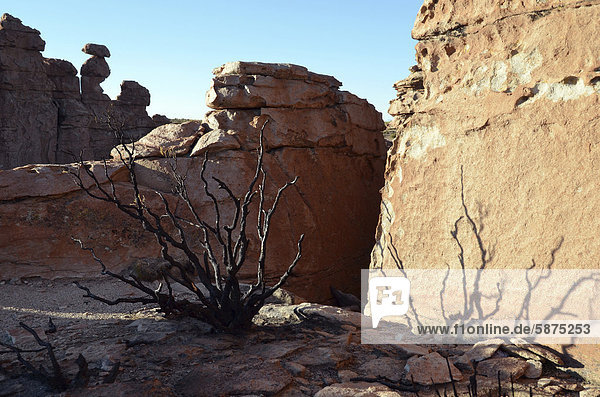'Burnt thorn bush at ''Valle de las Rocas'' near Uyuni  Altiplano  Bolivia  South America'