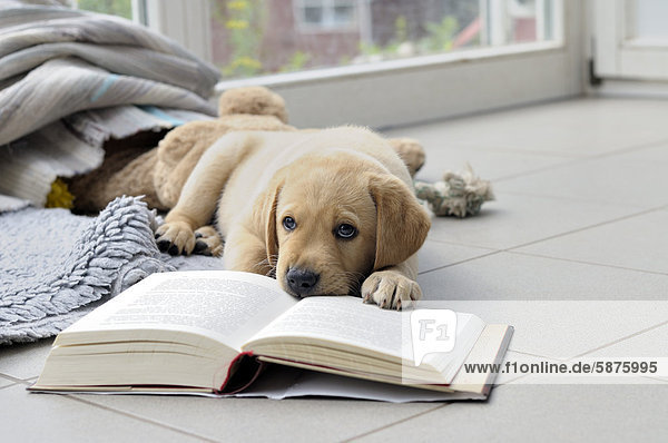 Junger blonder Labrador Retriever knabbert an Buch