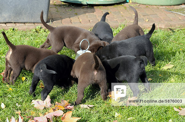 Schwarze und braune Labrador Welpen beim Fressen